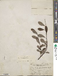 Salix fuscescens image