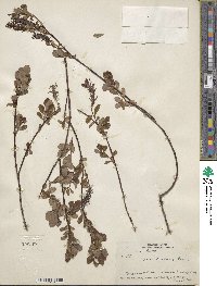 Salix fuscescens image