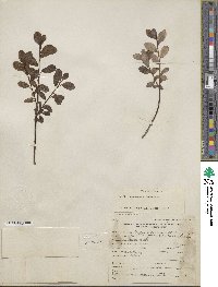 Salix fuscescens image