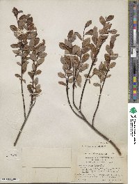 Salix fuscescens image