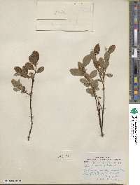 Salix fuscescens image