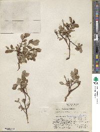 Salix fuscescens image