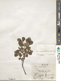 Salix fuscescens image