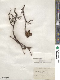 Salix fuscescens image