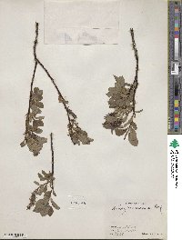 Salix fuscescens image