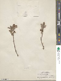 Salix fuscescens image