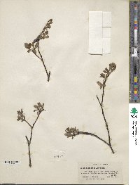 Salix fuscescens image