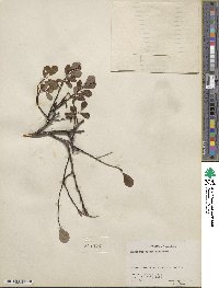 Salix fuscescens image