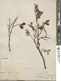 Salix fuscescens image