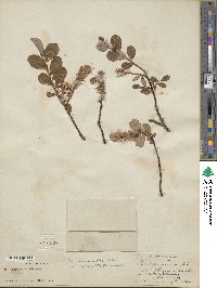 Salix fuscescens image