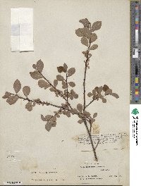 Salix fuscescens image