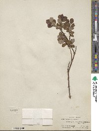 Salix fuscescens image