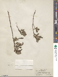 Salix fuscescens image