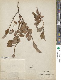 Salix fuscescens image