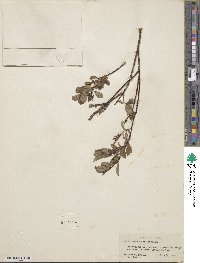 Salix fuscescens image