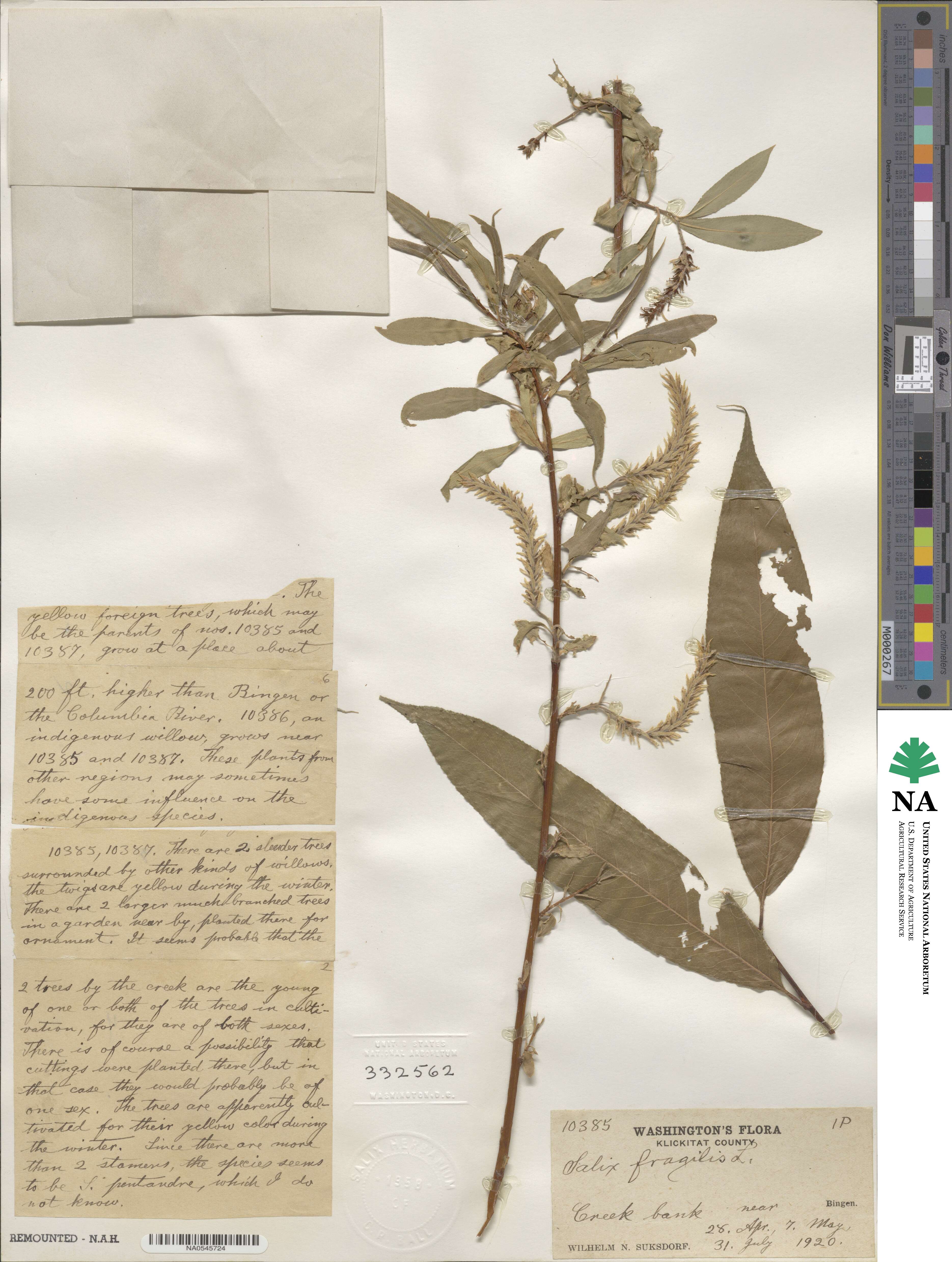 Salix fragilis image