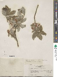 Salix farrae var. microserrulata image