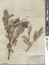 Salix farrae image