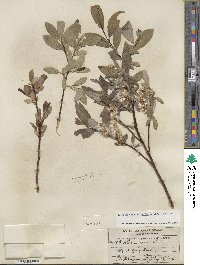 Salix farrae image