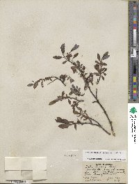 Salix farrae image