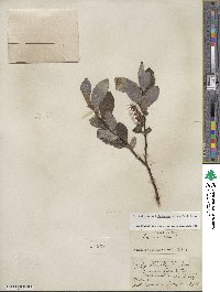 Salix farrae image