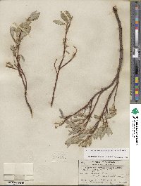 Salix farrae image