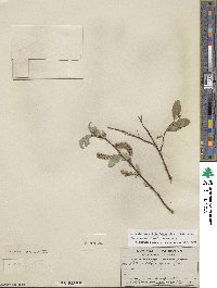 Salix farrae image