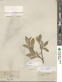 Salix farrae image