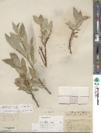 Salix farrae image