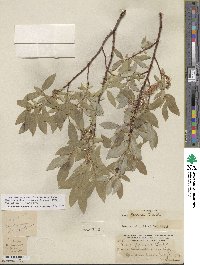 Salix farrae image