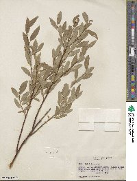 Salix farrae image