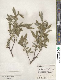 Salix farrae image