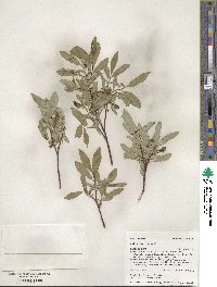 Salix farrae image