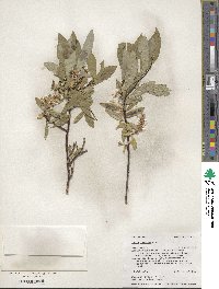 Salix farrae image