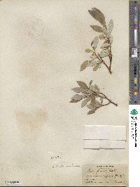 Salix farrae image