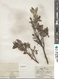 Salix farrae image