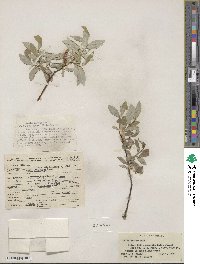 Salix farrae image