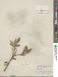 Salix farrae image