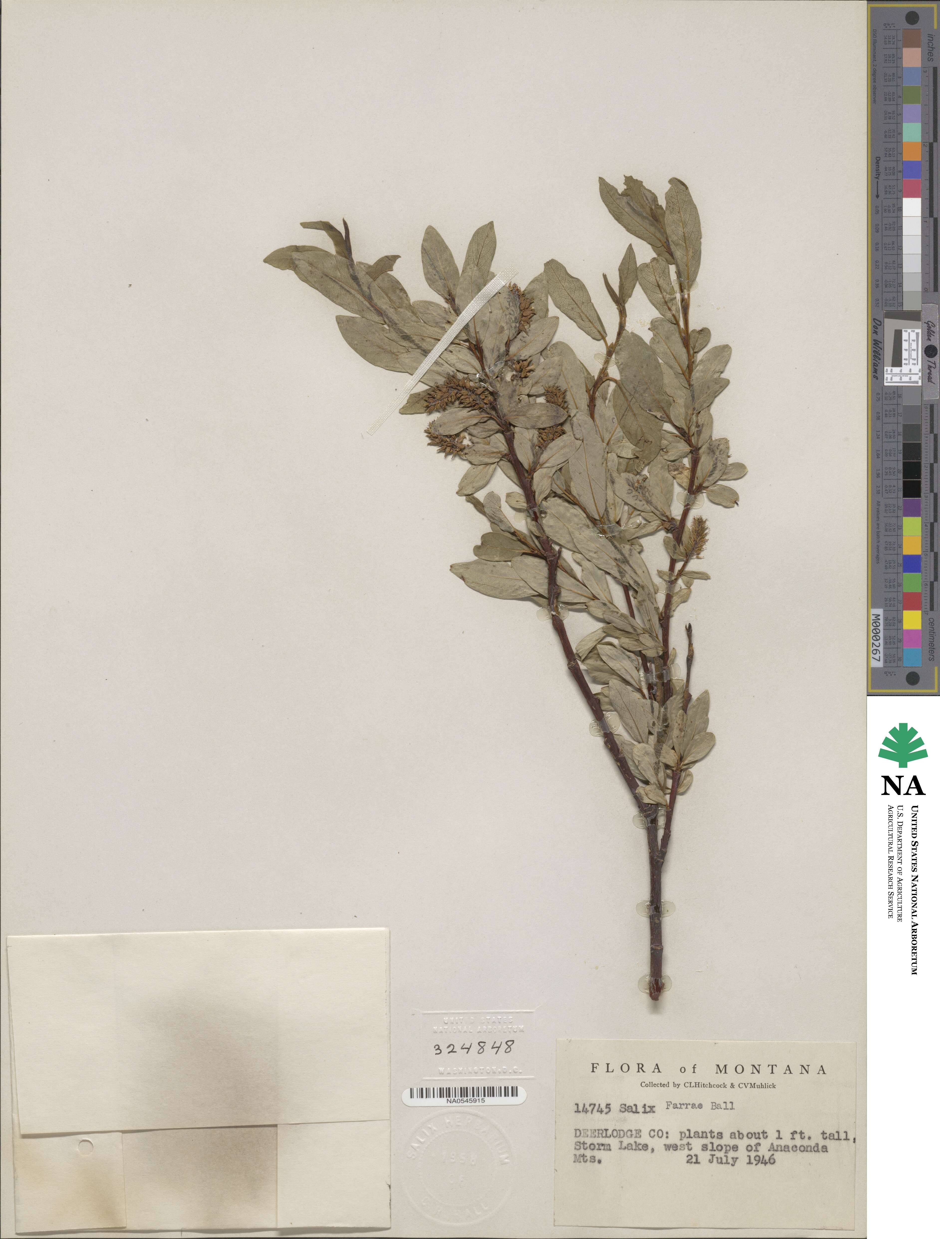 Salix farrae image