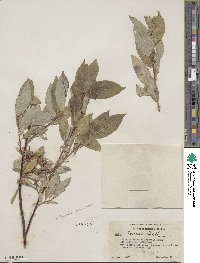 Salix farrae image