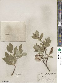 Salix farrae image