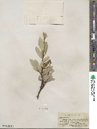 Salix farrae image