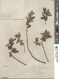 Salix farrae image