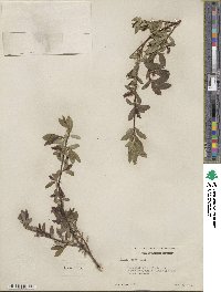 Salix farrae image