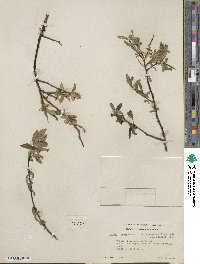 Salix farrae image