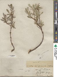 Salix farrae image