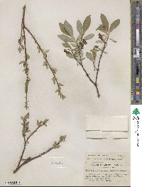 Salix farrae var. microserrulata image