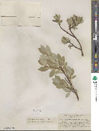 Salix farrae image