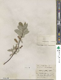 Salix farrae var. microserrulata image