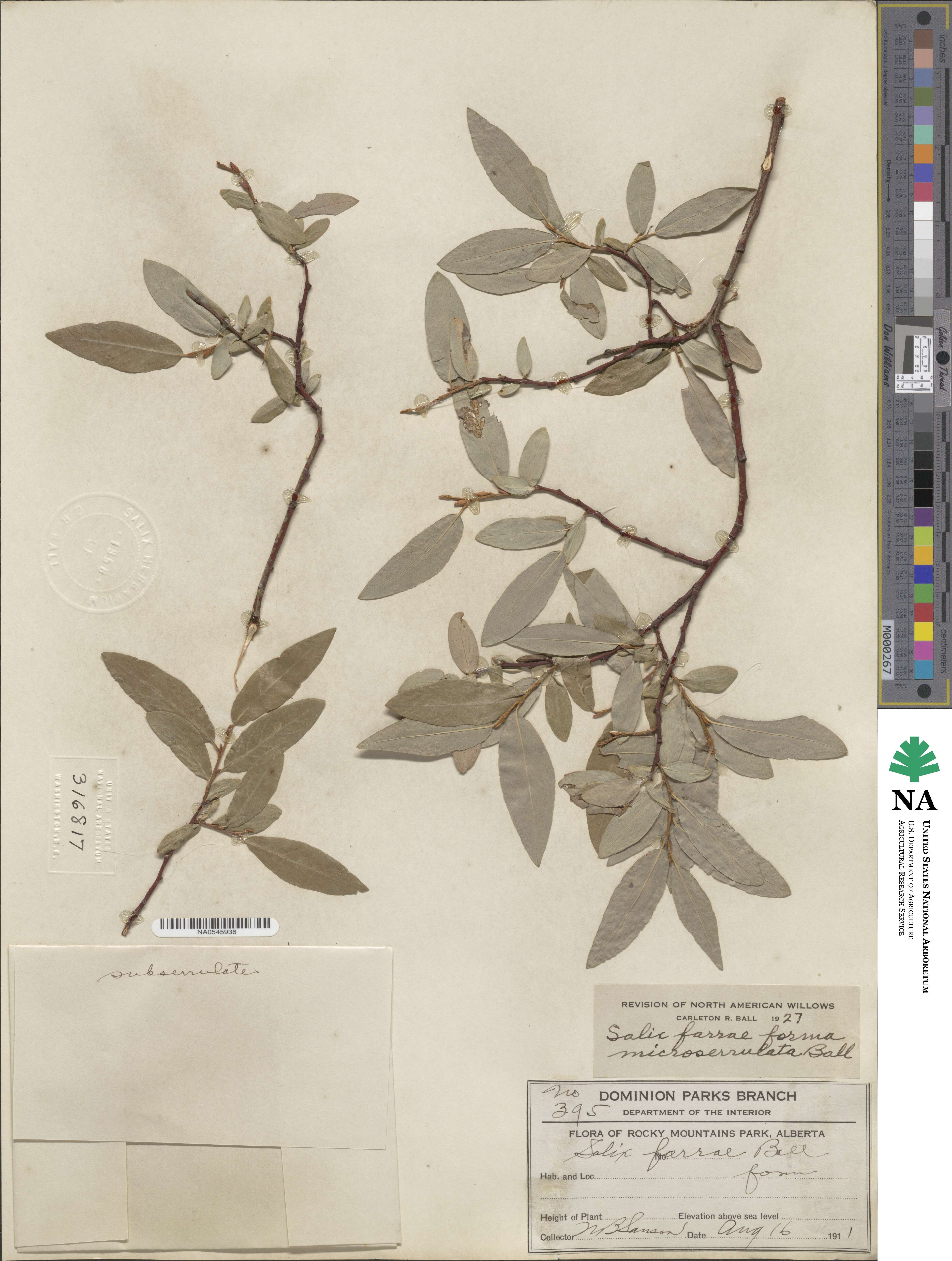 Salix farrae image